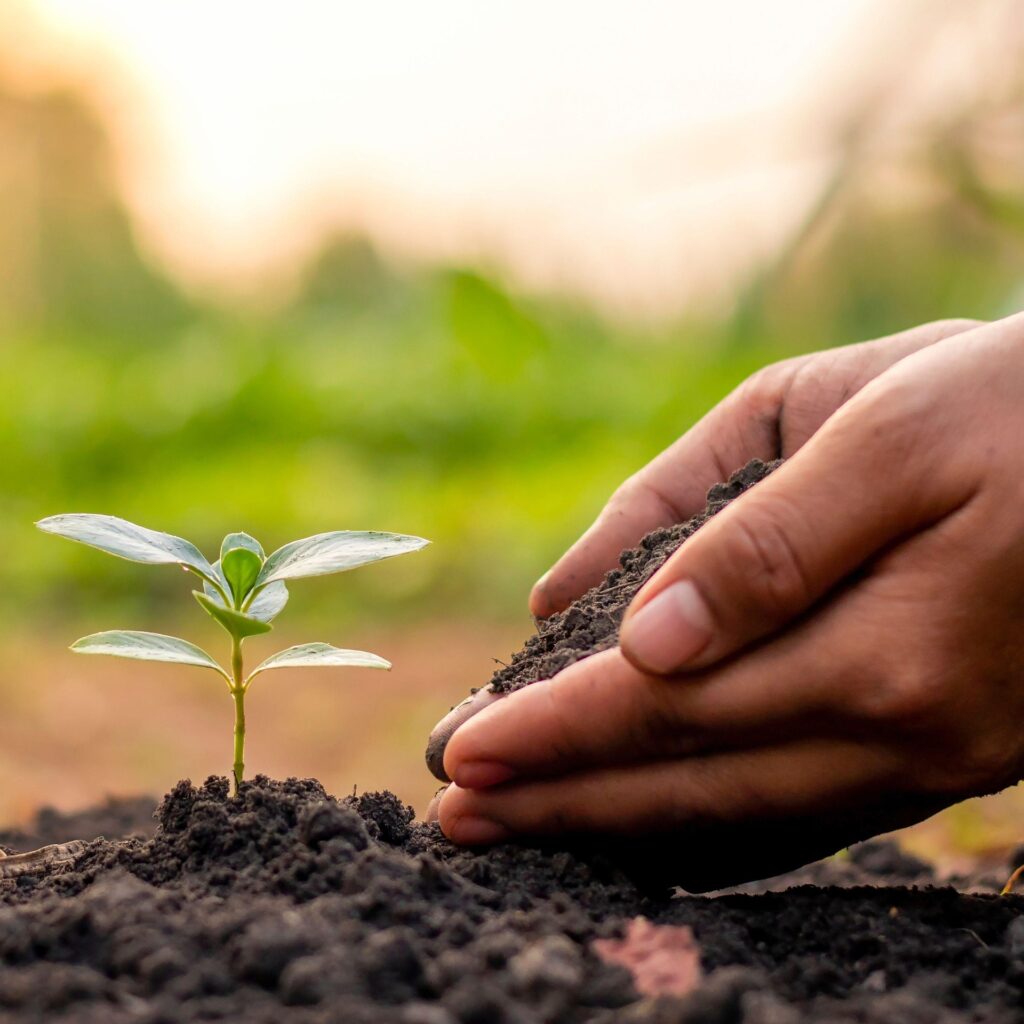 Main tenant une jeune pousse dans la terre, symbole de fertilité